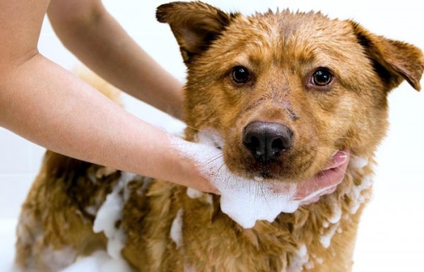 Lưu ý chọn thời gian tắm phù hợp cho chó cưng!